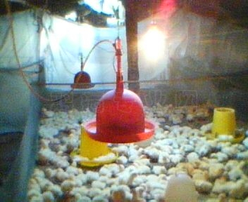 IMG0049A.jpg