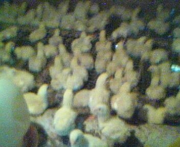 IMG0052A.jpg