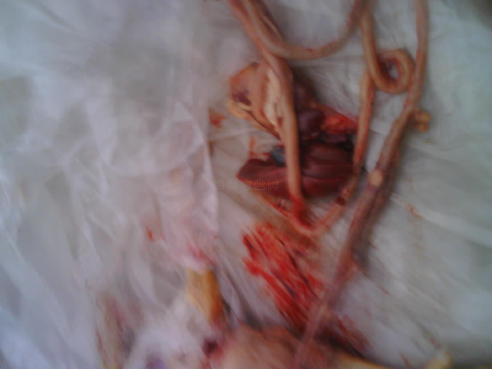 IMG0178A.jpg
