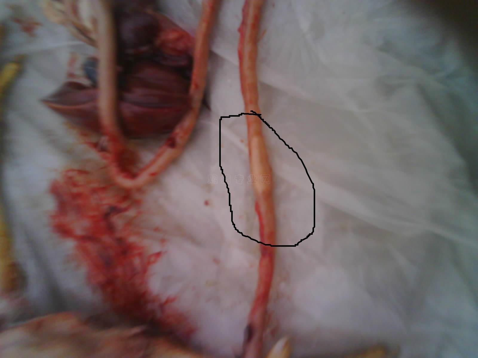 IMG0177A.jpg