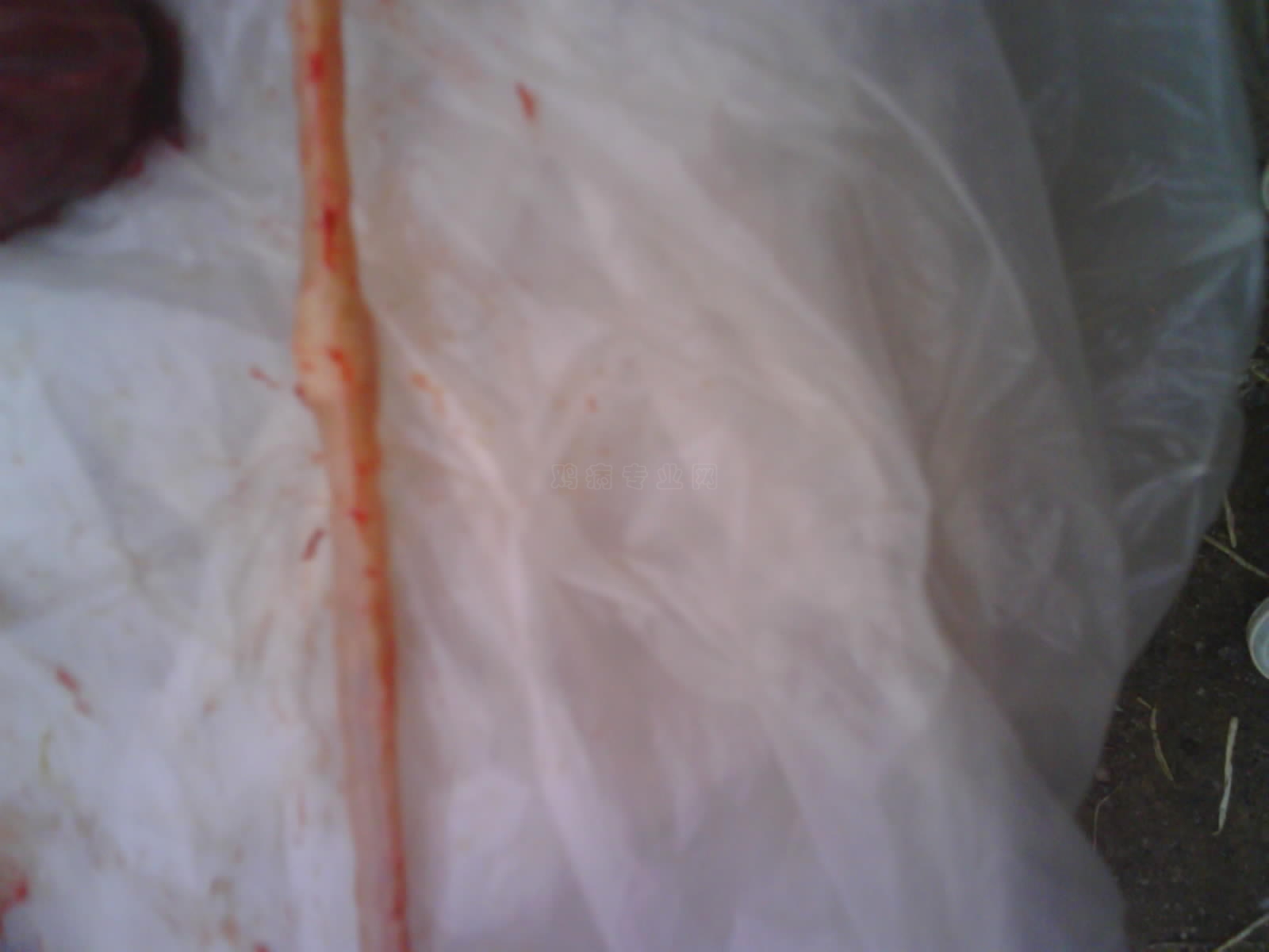 IMG0183A.jpg