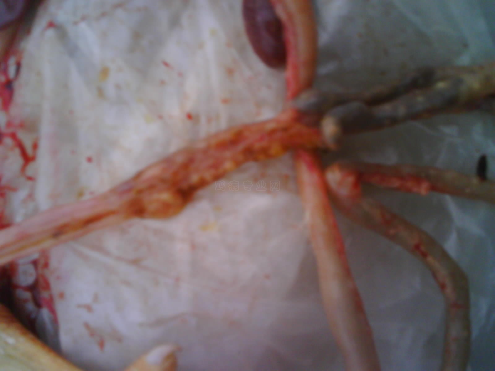 IMG0188A.jpg