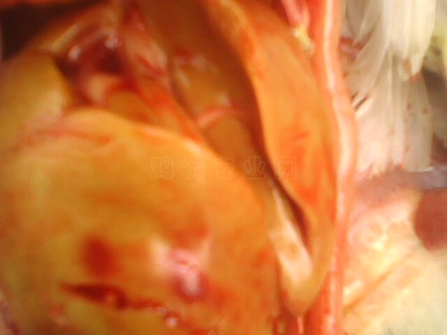 IMG10311212aa.jpg