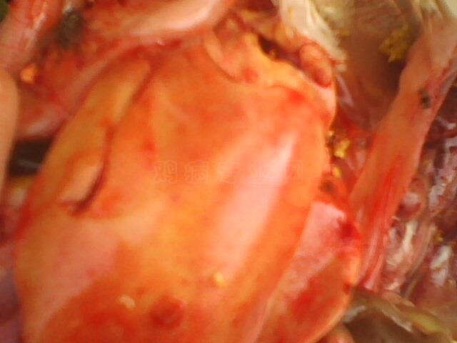 IMG10311211ab.jpg