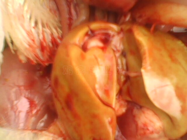 IMG10311211aa.jpg