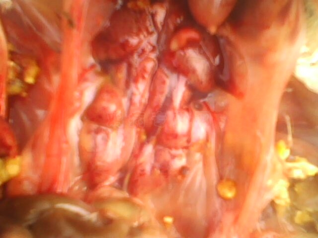 IMG10311211ac.jpg