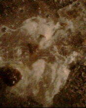 IMG1133A.jpg