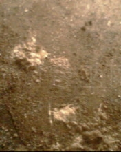 IMG1138A.jpg