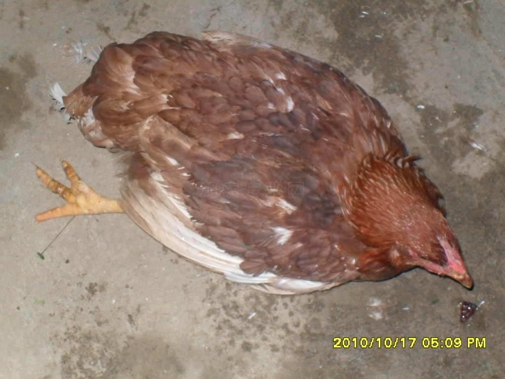 ȫ