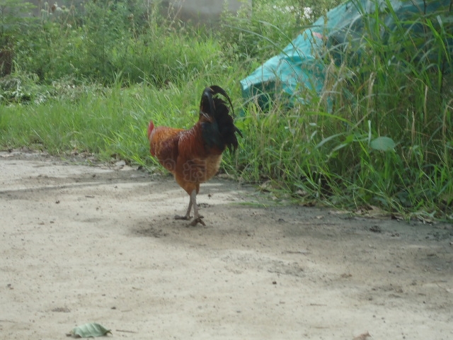 DSC01333.JPG