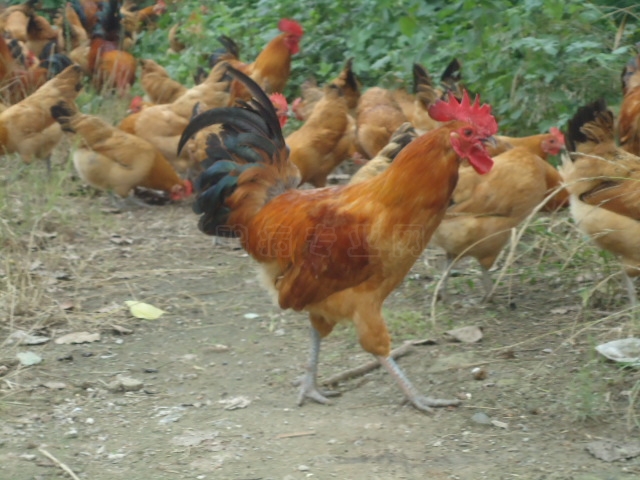 DSC01343.JPG