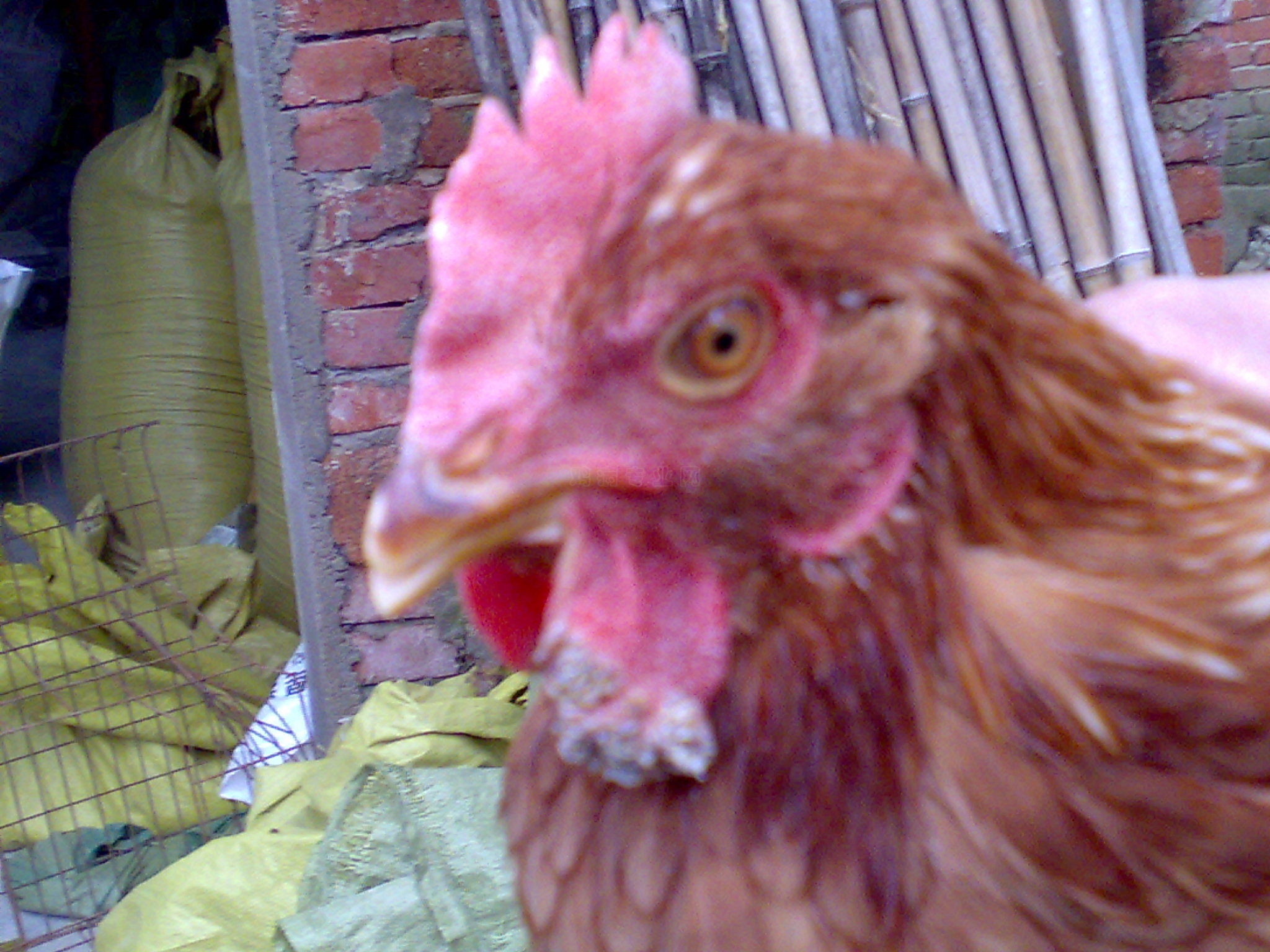 20101021059.jpg
