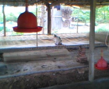 IMG0029A.jpg