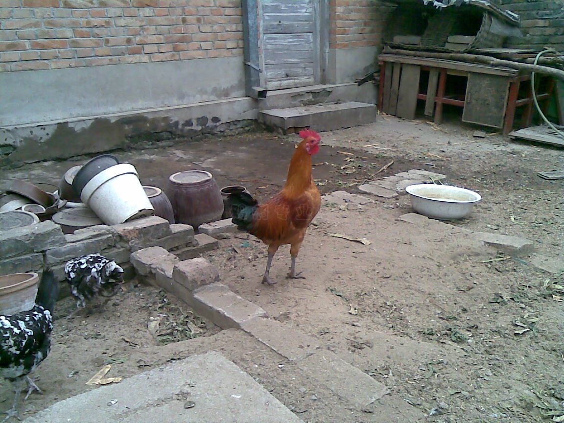 Ԥ˼