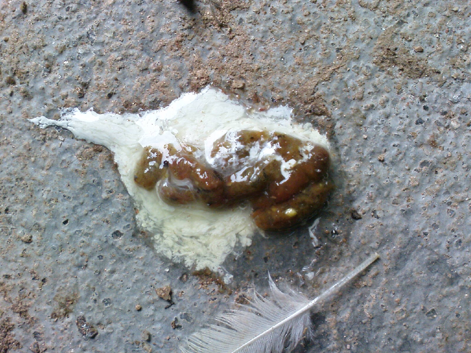 DSC01042.JPG