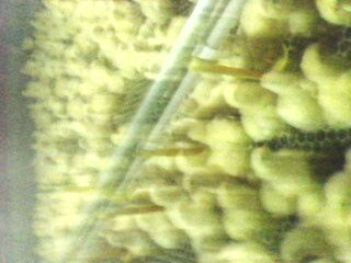 IMG0069A.jpg