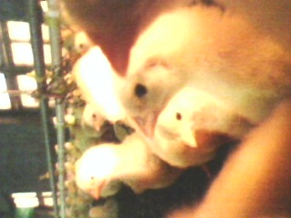 IMG0070A.jpg