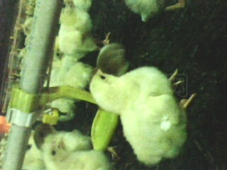 IMG0074A.jpg