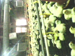 IMG0073A.jpg