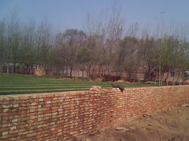 IMG0743A.jpg