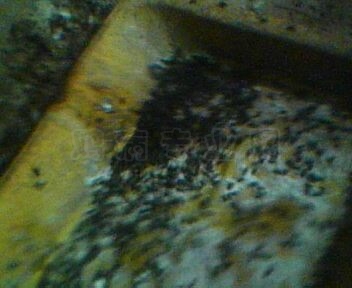 IMG0071A.jpg