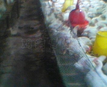 IMG0076A.jpg