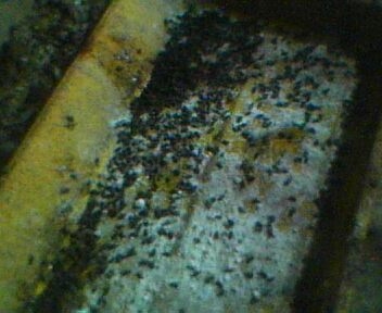IMG0072A.jpg