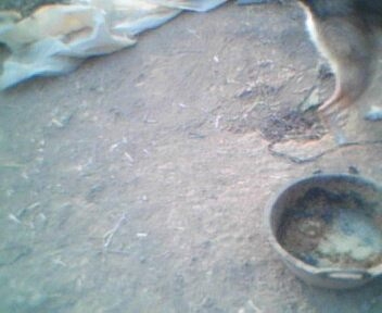 IMG0067A.jpg