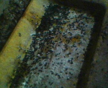 IMG0074A.jpg