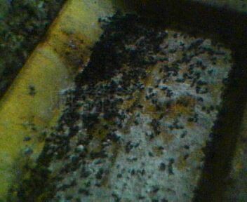 IMG0073A.jpg