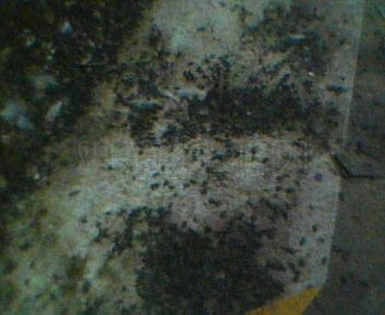 IMG0078A.jpg