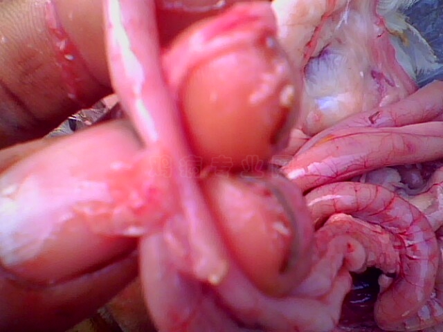 IMG0753A.jpg