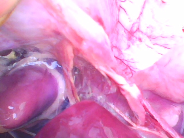 IMG0745A.jpg