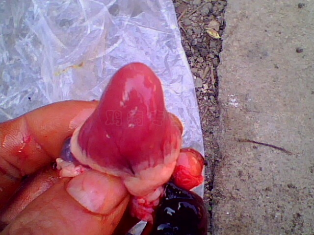 IMG0759A.jpg