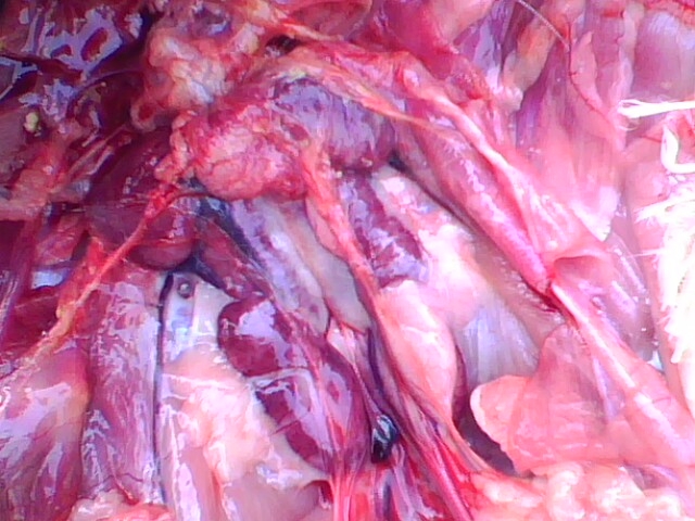 IMG0750A.jpg