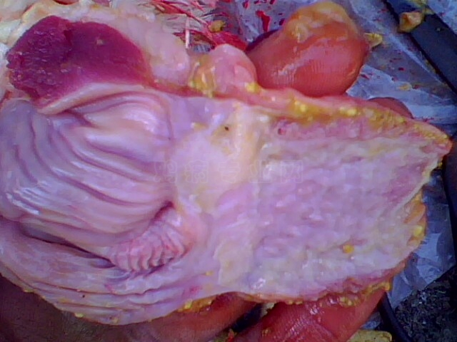 IMG0758A.jpg