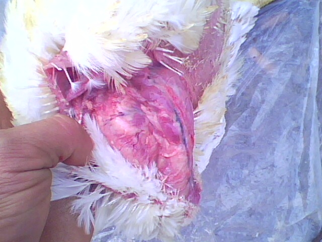 IMG0741A.jpg