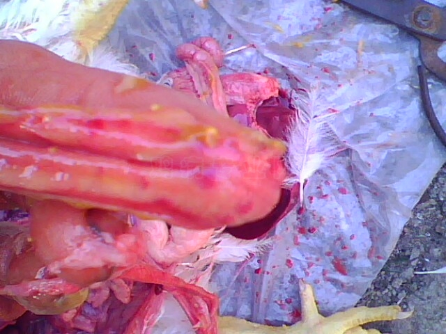 IMG0756A.jpg