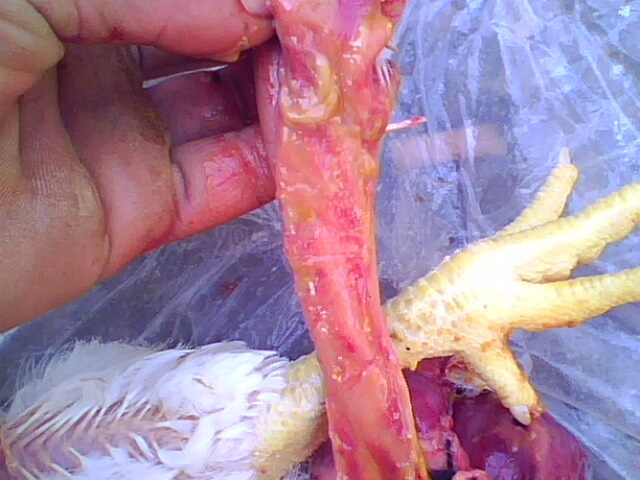 IMG0757A.jpg