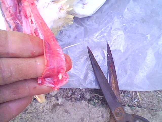 IMG0743A.jpg