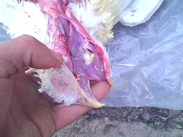 IMG0742A.jpg