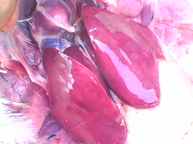 IMG0746A.jpg