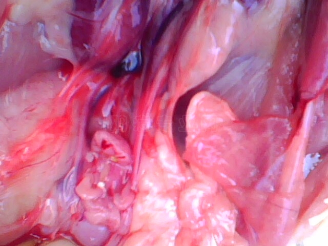 IMG0749A.jpg