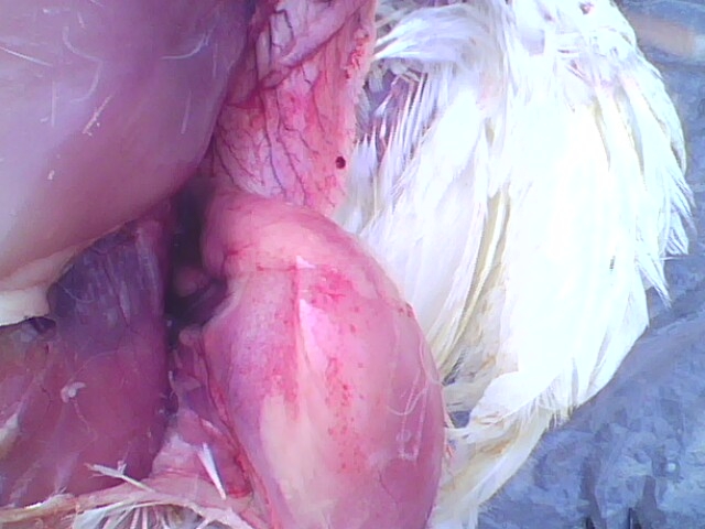 IMG0744A.jpg