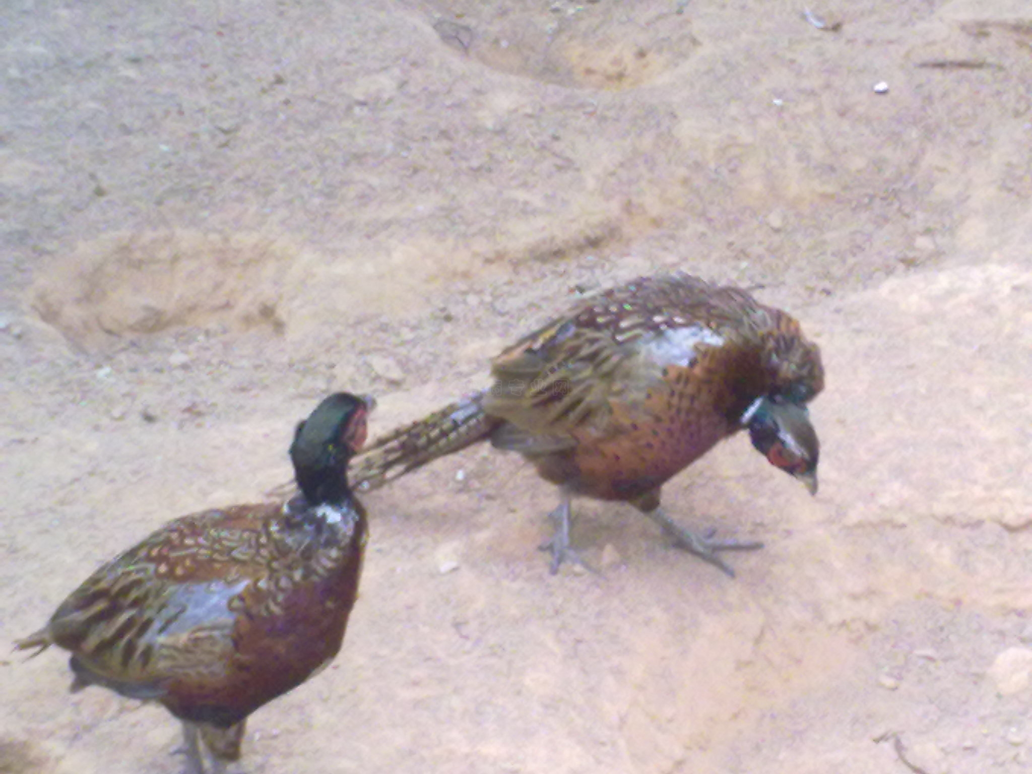 20101206495.jpg