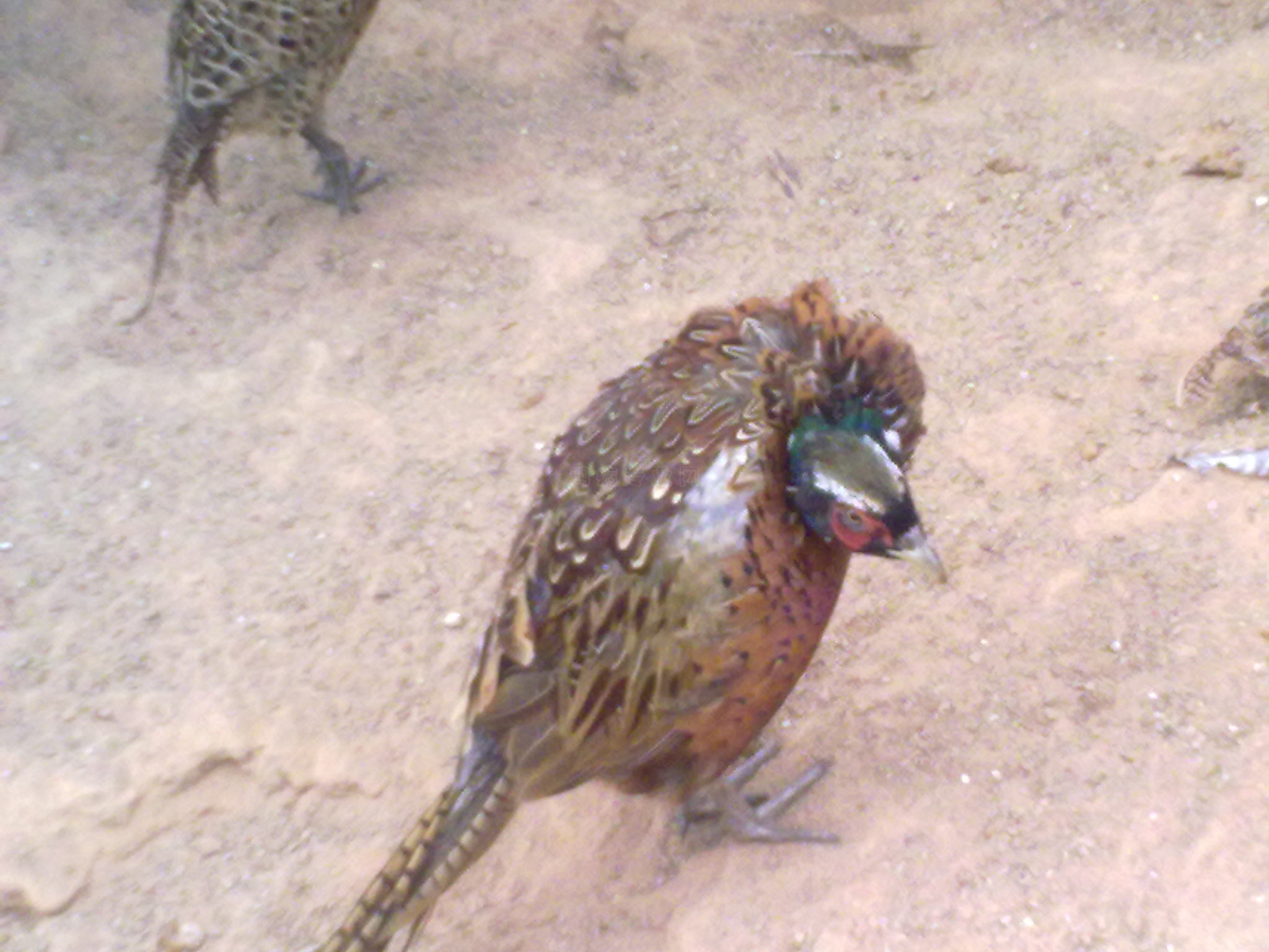20101206492.jpg
