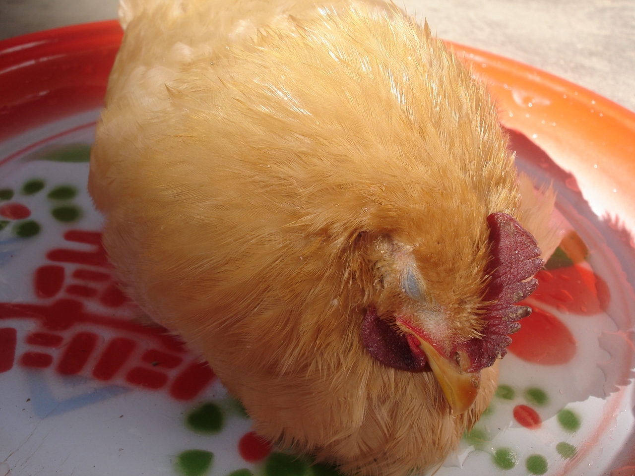 ȫò