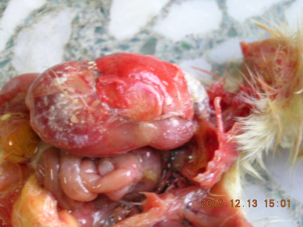 DSCN8375.JPG
