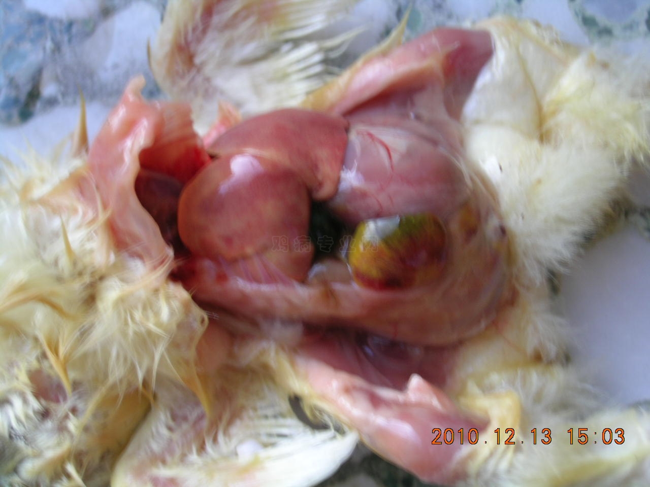 DSCN8379.JPG