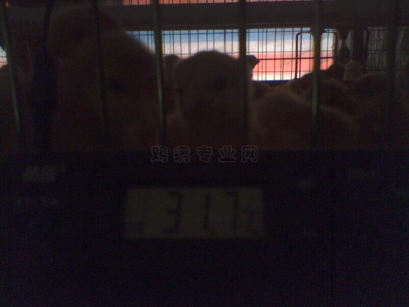 ֻ31.7